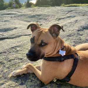 Fundraising Page: Nala Spaulding